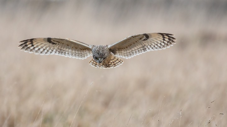 short eared owl