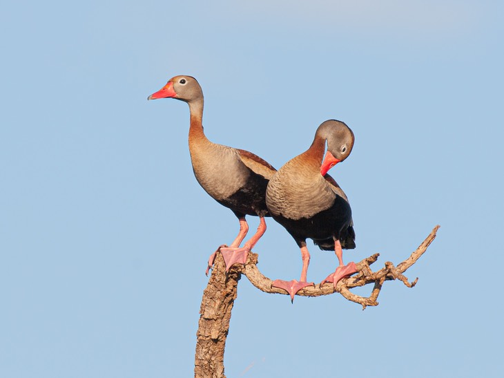 black bellied whistling duck