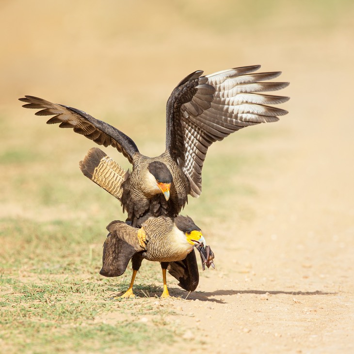 crested caracara