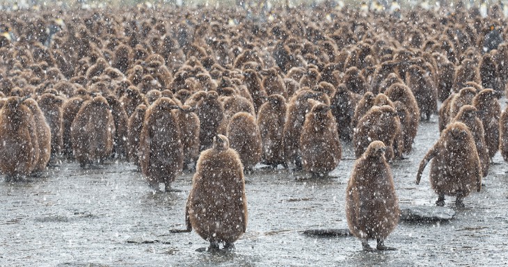 king penguin