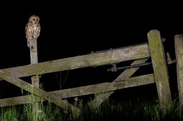 tawny owl