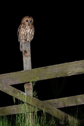 tawny owl