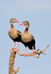 black bellied whistling duck