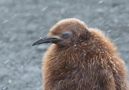 king penguin