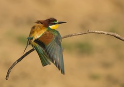 european bee eater