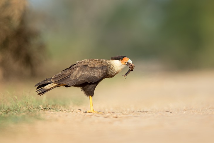 crested caracara