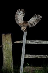 tawny owl