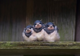 barn swallow