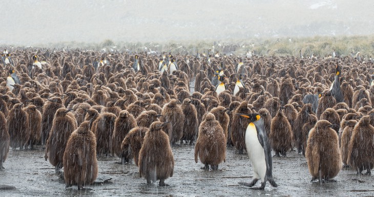 king penguin