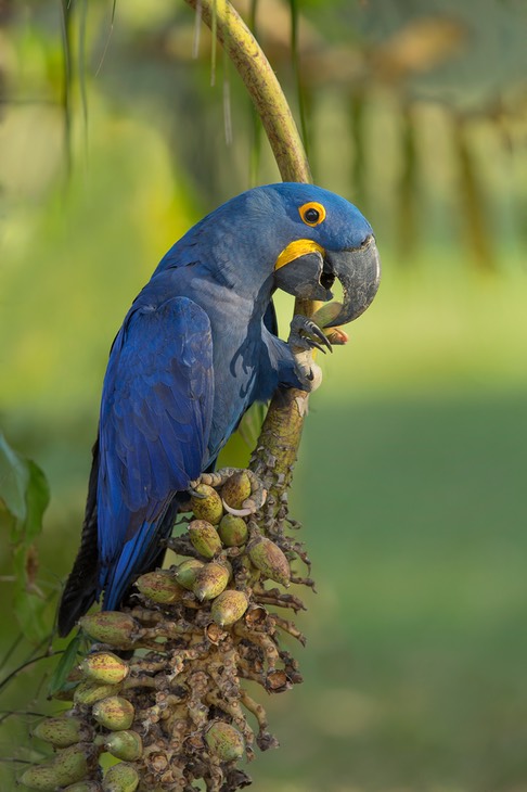 hyacinth macaw