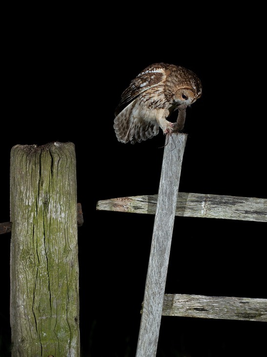 tawny owl