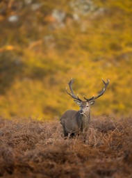 red deer