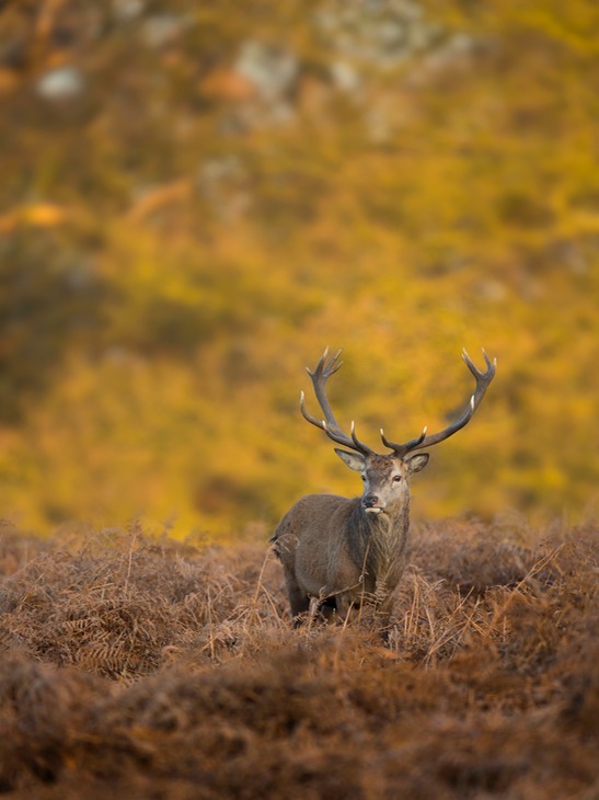 red deer