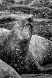 southern elephant seal