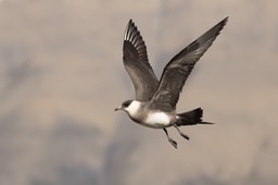 arctic skua