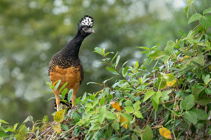 bare faced curassow