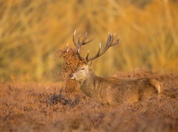 red deer