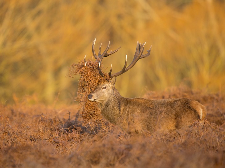 red deer