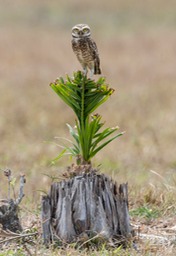 burrowing owl