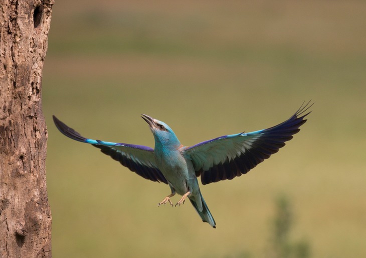 european roller