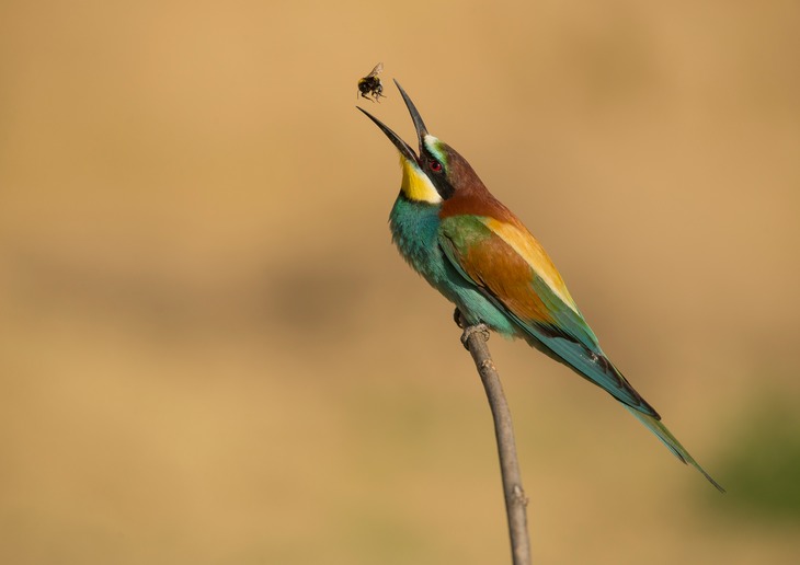 european bee eater