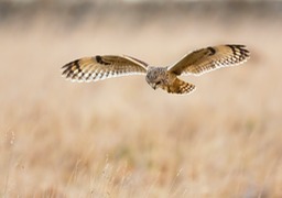 short eared owl