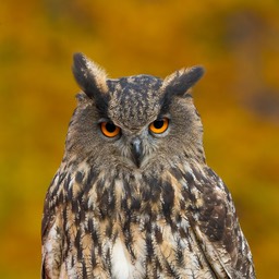 eagle owl