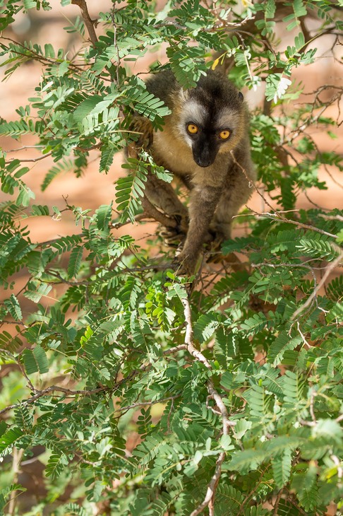 red fronted brown lemur