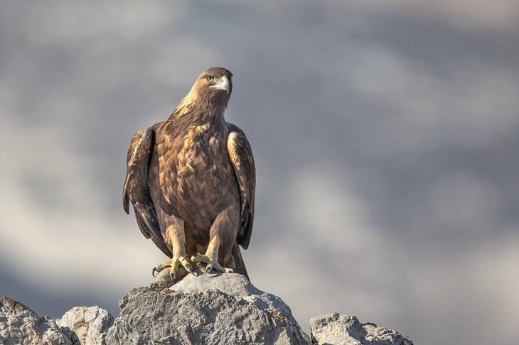 golden eagle