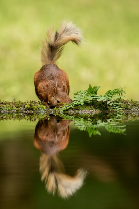 red squirrel