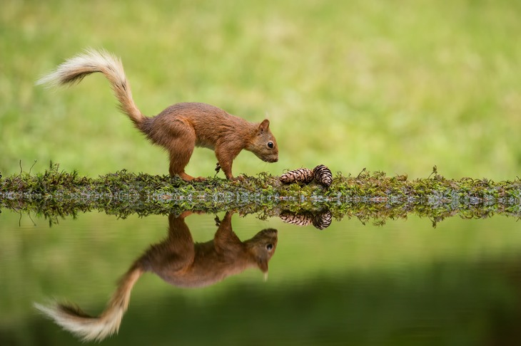 red squirrel