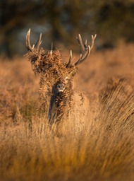 red deer