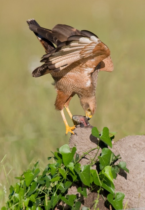 savannah hawk