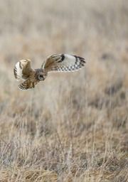 short eared owl