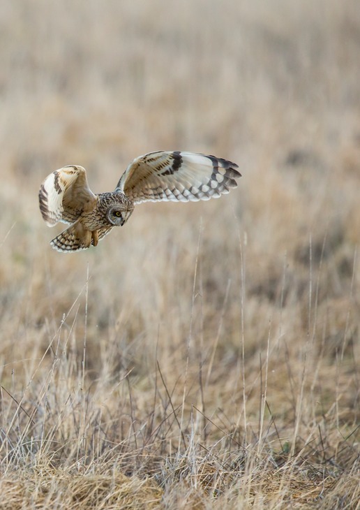 short eared owl