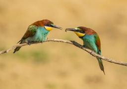 european bee eater