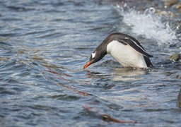 gentoo penguin