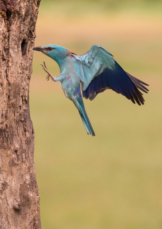 european roller