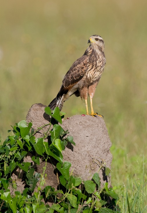 savannah hawk