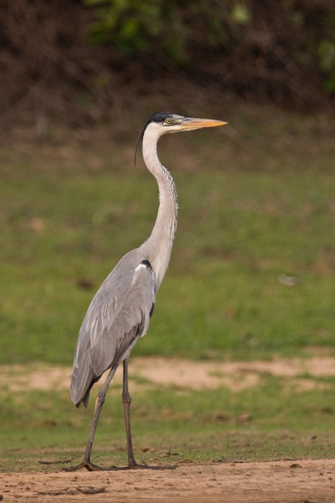 white necked heron