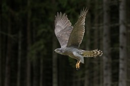 goshawk