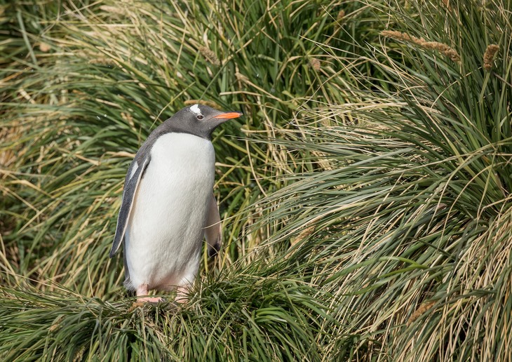 gentoo penguin