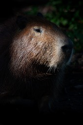 capybara