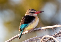 brown hooded kingfisher