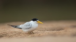 yellow billed tern