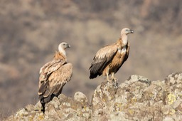 griffon vulture