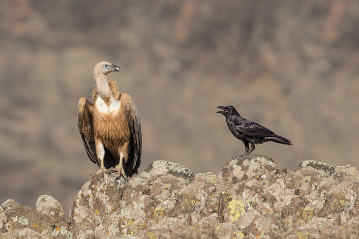 griffon vulture