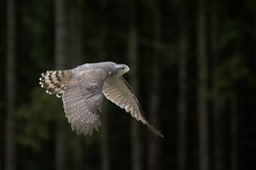 goshawk