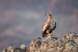 white tailed eagle