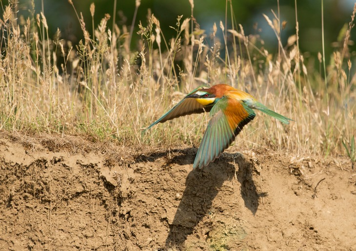 european bee eater